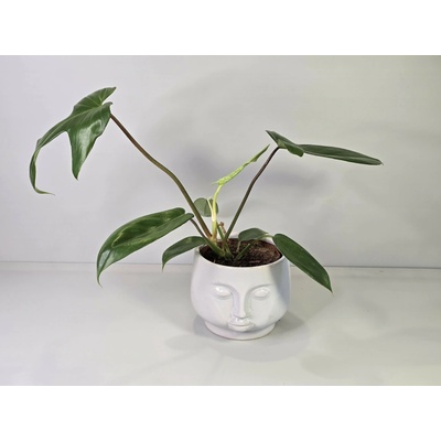 PlanBros flower Philodendron Florida Green