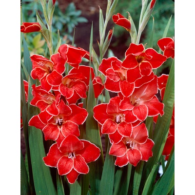 Gladiola nanus 'Atom primulinus' 5 ks Velikost: 10/12