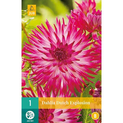 JUB HOLLAND Hlízy jiřiny Dahlia decorative DUTCH EXPLOSION