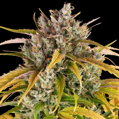 Barney's Farm L.S.D. AUTO semienka neobsahujú THC 1 ks