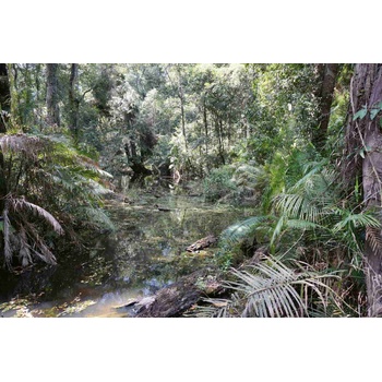 DIMEX ART s. r. o Флизелинов фототапет блато в тропическа гора 375 x 250 см