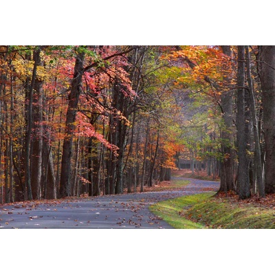 DIMEX ART Флизелинов фототапет цветни дървета 375 x 250 см