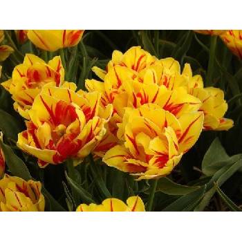 Tulipán MONSELLA