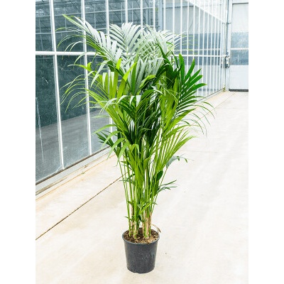 Kentia (Howea) forsteriana tuft extra 10/12pp 32x200 cm