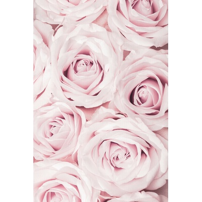 Plagát, Obraz - Pink Roses No 02, Studio Collection, 26.7 × 40 cm