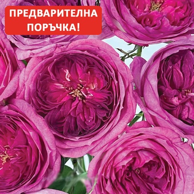 Delbard® Роза Thierry Marx®