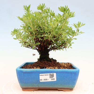 e-bonsai Venkovní bonsai-Mochna křovitá - potentila fruticosa