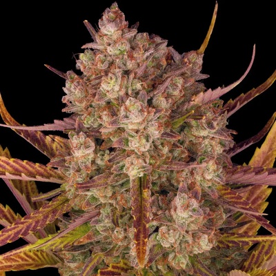 Barney's Farm Dos Si Dos AUTO semena neobsahují THC 3 ks
