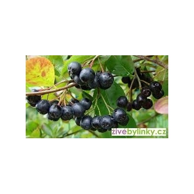 Sedmikráska ovocný sirup Imunita 0,5 l