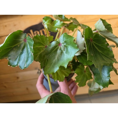 PlantBros flower Begonia conchifolia