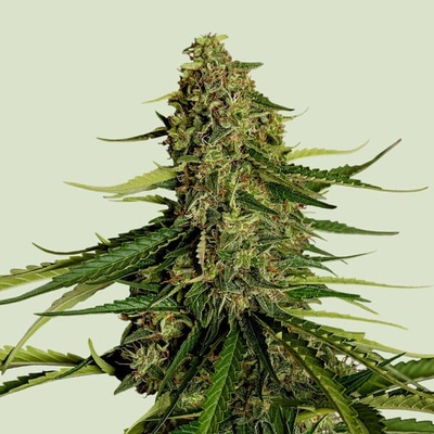 Royal Queen Seeds Gaia F1 semena neobsahují THC 3 ks