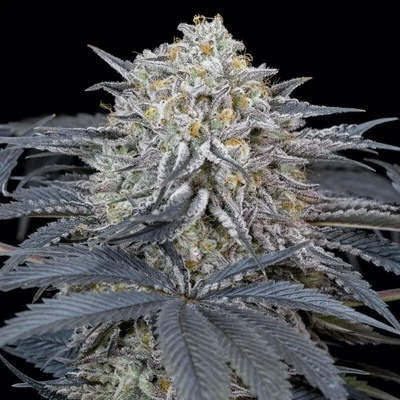 WatermelonSilent Seeds Runtz semienka neobsahujú THC 3 ks