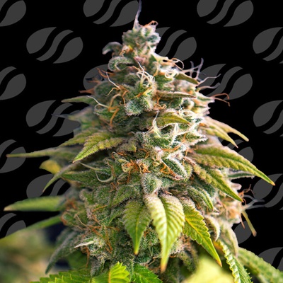 Original Sensible Seeds Citrus Slurp semena neobsahjí THC 1 ks