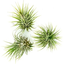 Gardners Tillandsia ionantha green Tillandsie, kykatka