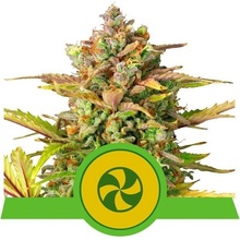 Royal Queen Seeds Sweet ZZ semena neobsahují THC 3 ks