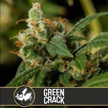 Blimburn Seeds Green Crack semena neobsahují THC 3 ks