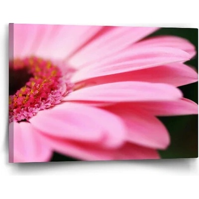 Sablio Obraz Ružová gerbera - 60x40 cm