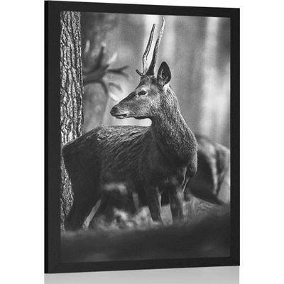 Plakát jelen v borovém lese v černobílém provedení - 60x90 no frame