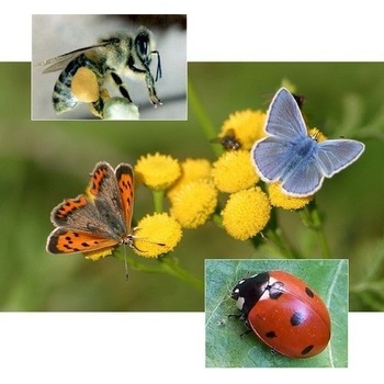 Цветен микс Пеперуди - семена 5 гр (613110)