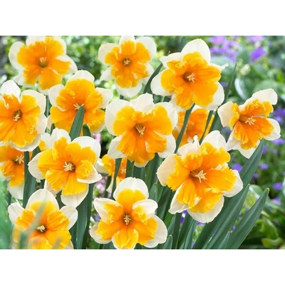 Narcis Orangery 5 ks v balení