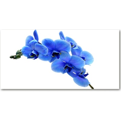 Foto obraz fotografie na skle Modrná orchidea 100x50 cm