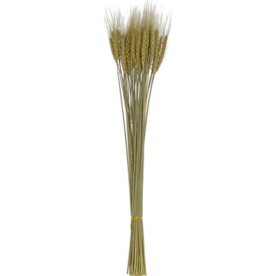 PŠENICA SUŠINA ZELENÁ