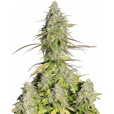 Fastbuds Girl Scout Cookies Auto semienka neobsahujú THC 100 ks