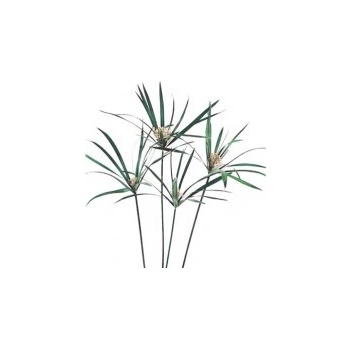 Papyrus 40 - 60 cm