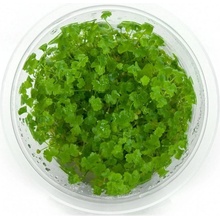 Hydrocotyle tripartita (sp. Japan)