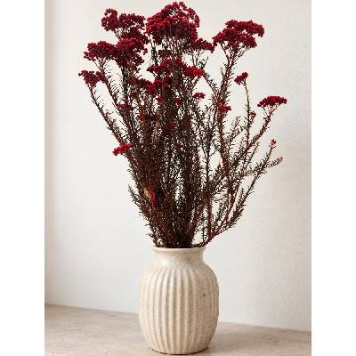 Stabilizovaný ozothamnus diosmi vínový svazek 90g-95g