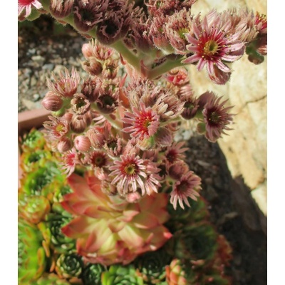 Netřesk střešní - Sempervivum tectorum - osivo netřesku - 30 ks