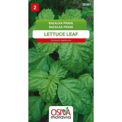 Bazalka pravá Lettuce Leaf