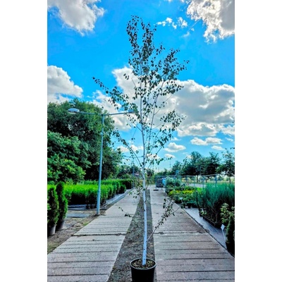MULTIFLORA Bříza himalájská 'Doorenbos' 400-450cm "Betula utilis Doorenbos"