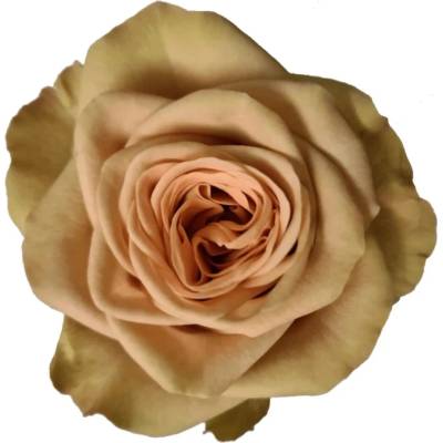 Růže CAPPUCCINO 50 cm (XL)