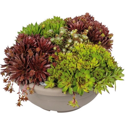 Skalnička sempervivum MIX v miske Ø 25 cm