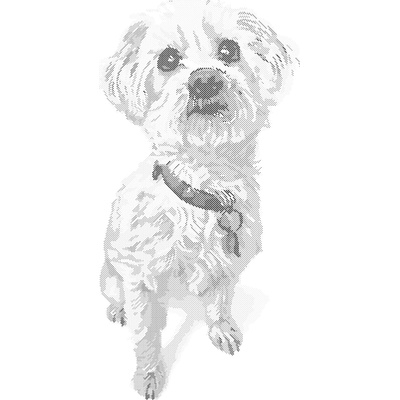 ZUTY Bodkovanie - MALTÉZSKY PSÍK Rámovanie: vypnuté plátno na rám, Rozmer: 40x50 cm