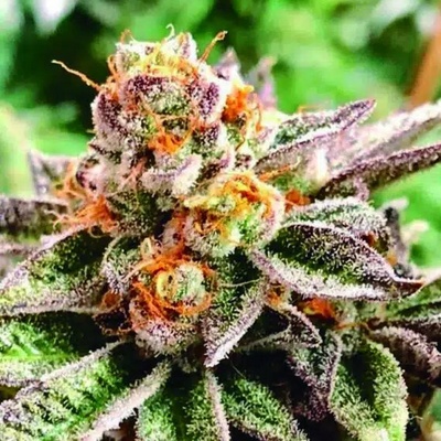 The Kush Brothers Seeds Dosidoss semienka neobsahujú THC 10 ks