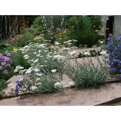 Rebríček Kellereri - Achillea, kont. 0,5 l