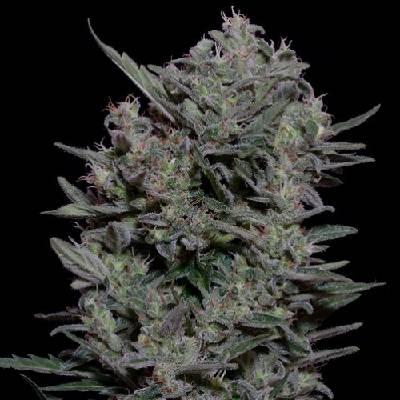 Don Avalanche Seeds Don Gelato Auto semienka neobsahujú THC 5 ks