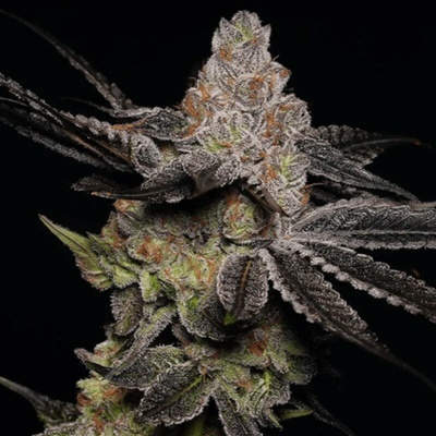 Trilogene Seeds Wonkas Vineyard semienka neobsahujú THC 5 ks