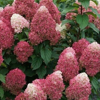 Image 1 of Proven Winners® Хортензия Quick Fire Fab® паникулата