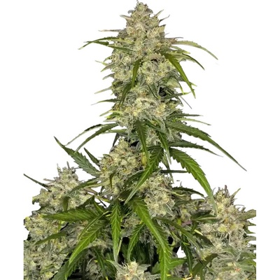 FAST BUDS Sour Jealousy AUTO semena neobsahují THC 10 ks