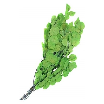 Eucalyptus populus stabilizovaný bělený + zelený, 100 g