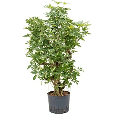 Schefflera gold capella branched 25/19 v.90 cm