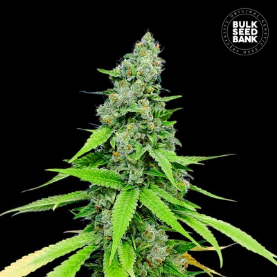 Bulk Seed Bank Auto Grande Crack semienka neobsahujú THC 100 ks