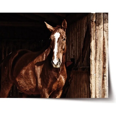 Sablio Plagát Kôň v stajni - 60x40 cm