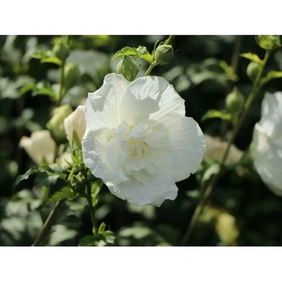 Ibištek sýrsky (Hibiscus syriacus) ´WHITE CHIFFON´® - výška 40-60 cm, kont. C3L