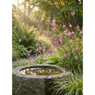 Svíčkovec 'Geyser Pink'