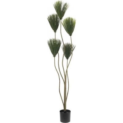 Papyrus palma, 130 cm