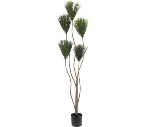 Papyrus palma, 130 cm